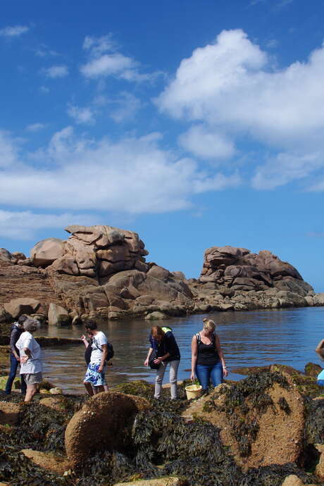 Atelier cueillette et cuisine - Découverte des Algues