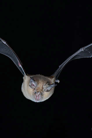 Sortie nocturne à l’écoute des chauves-souris