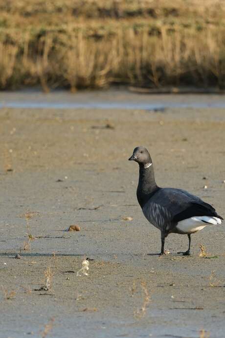 Journée mondiale des zones humides - Les oiseaux migrateurs