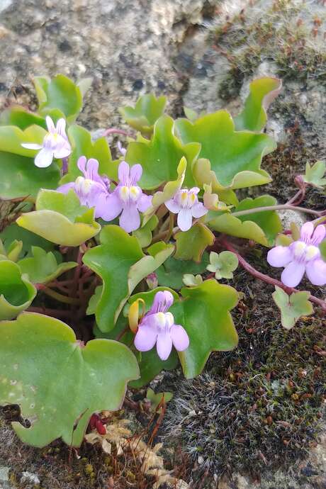 La nature dans la cité - Pays d'art et d'histoire et Journée Mondiale de la Biodiversité