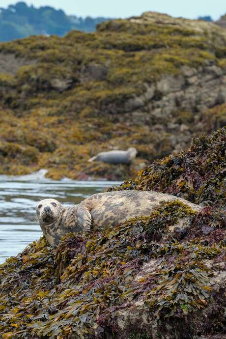 Faune et Flore Sauvage de Bretagne - Photographie