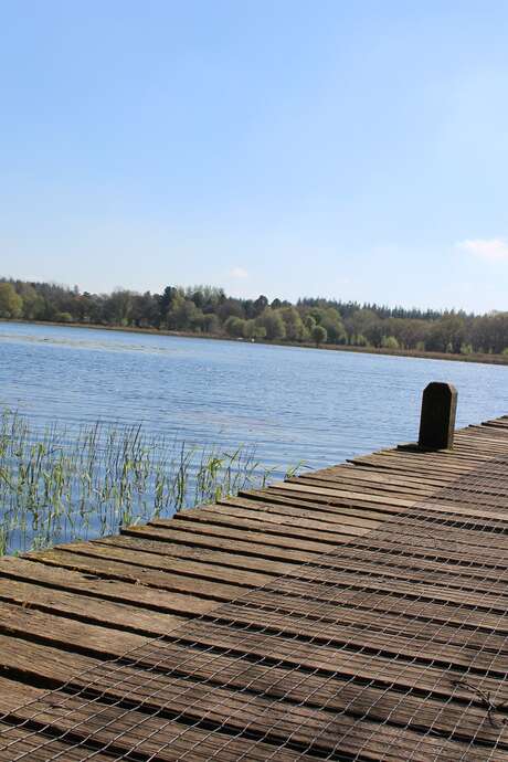 Flore des prairies et des landes