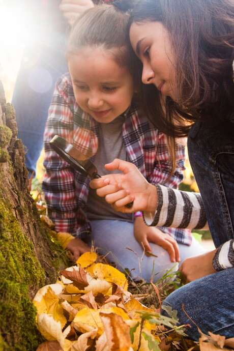Mission détective - Les œufs disparus de Paulette la rainette