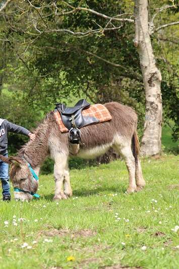 Avec mon âne, je pars planter mon pommier