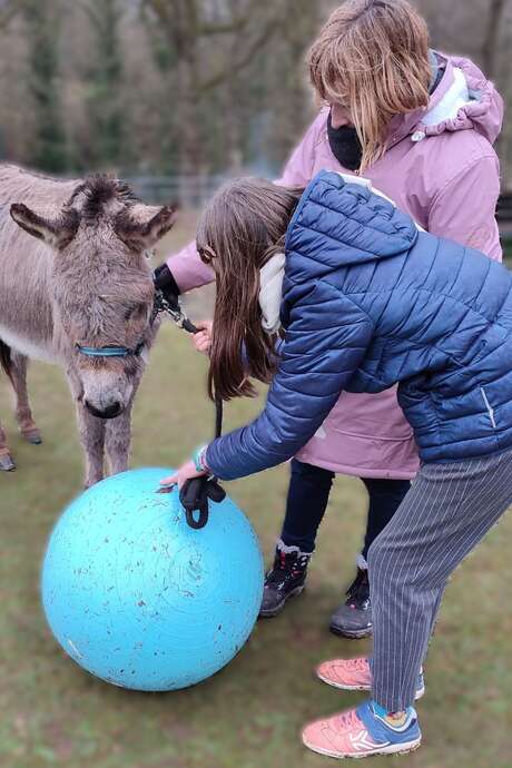 Atelier enrichissements pour les ânes