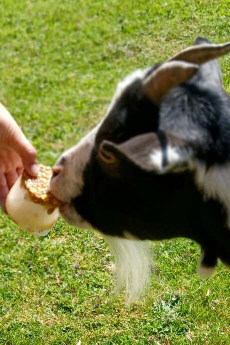 Le goûter givré des animaux