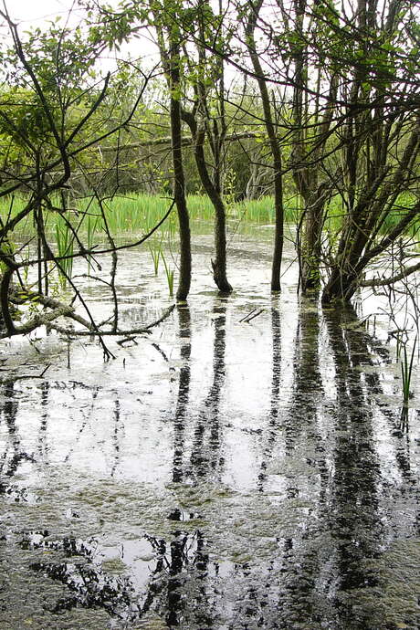 Journée mondiale des zones humides - Kerouspic