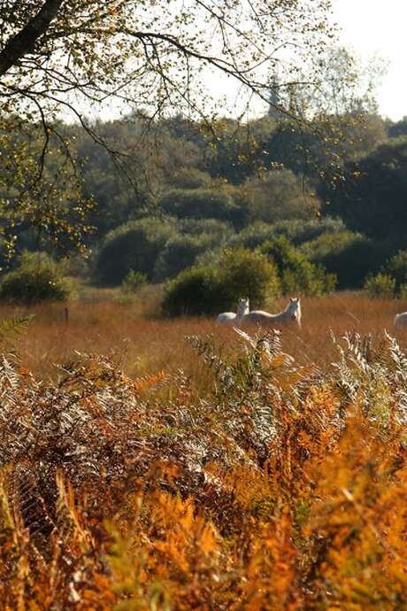 Réserve Naturelle Régionale de Plounérin : Venez respirer un air sauvage !