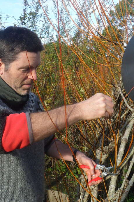 Initiation aux usages de l’osier et récolte