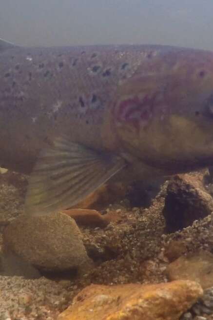 Le fabuleux destin du saumon atlantique