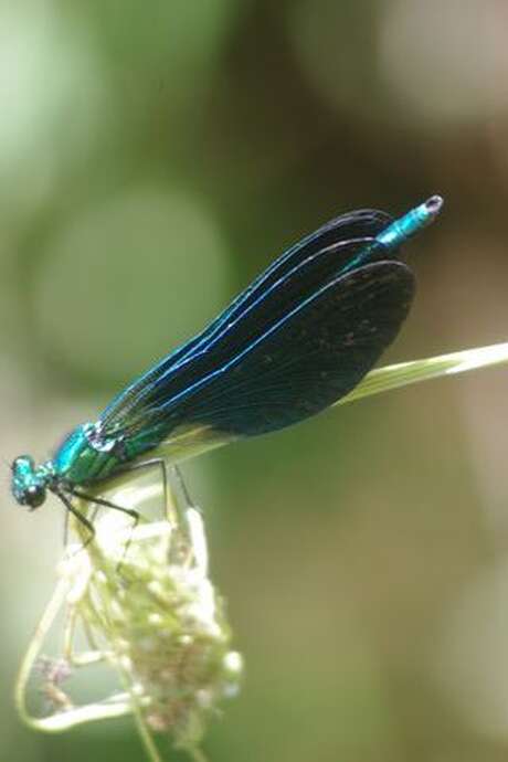 Etang, libellules et belles couleurs
