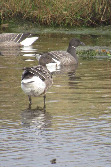 Journée mondiale des zones humides - Les oiseaux hivernants