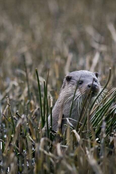 Sur les traces de Tarka la loutre