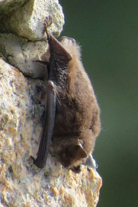 Sortie nocturne à l'écoute des chauves-souris