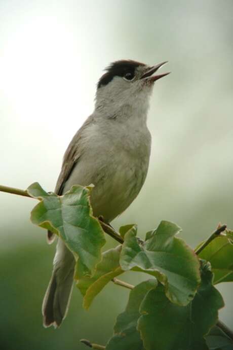 À l'écoute des oiseaux au crépuscule