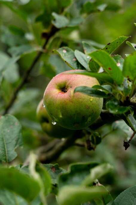Créer son verger bio et l’entretenir