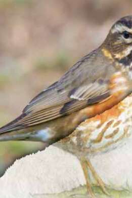 Les saisons : l'hiver