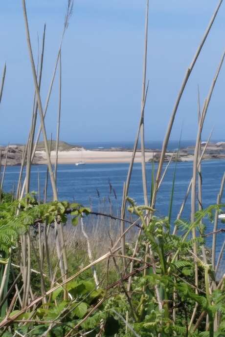 Molène, une île en voie de disparition