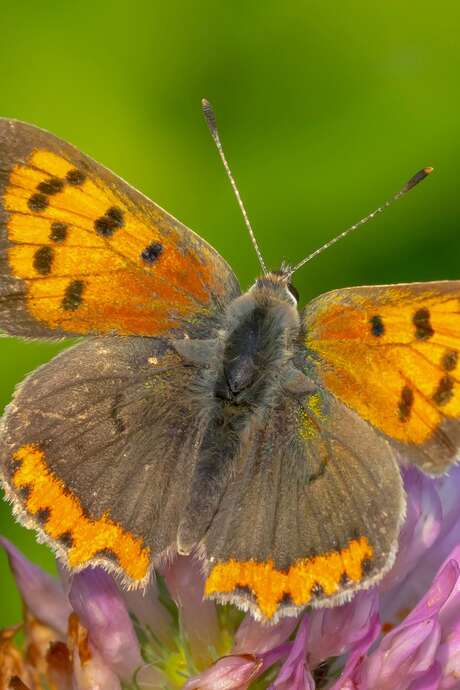 Université de la nature - Initiation à la reconnaissance des insectes