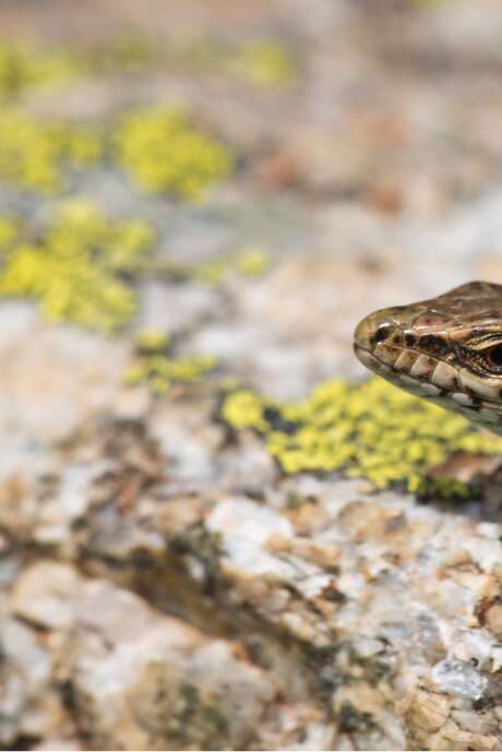 Université de la nature - Initiation à la reconnaissance des reptiles