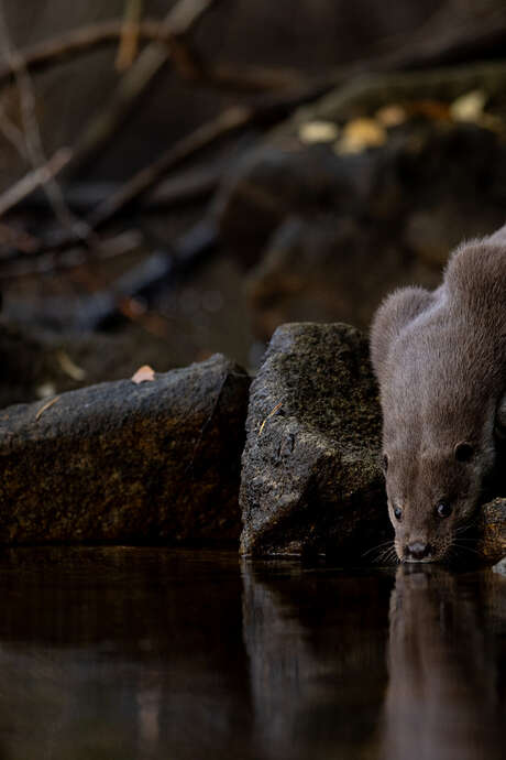 La quête de la Loutre d’Europe - Conférence - Léguer en fête