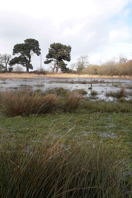 Journée mondiale des zones humides - Balade aux marais