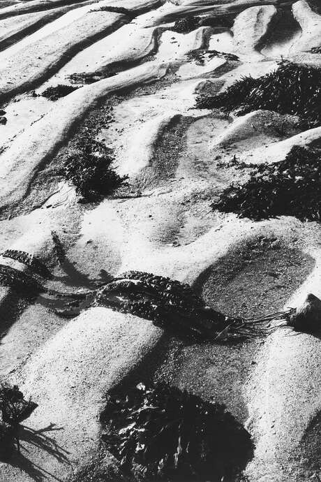 Photographs of Foreign Algae