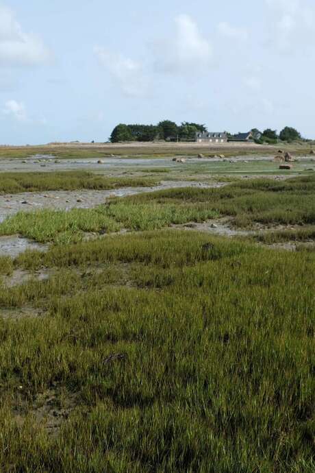 Journée mondiale des zones humides - Parcours botanique
