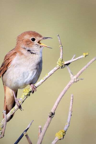 Le langage des oiseaux