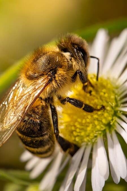 Eté actif | Le monde des abeilles | Lac de Gurson
