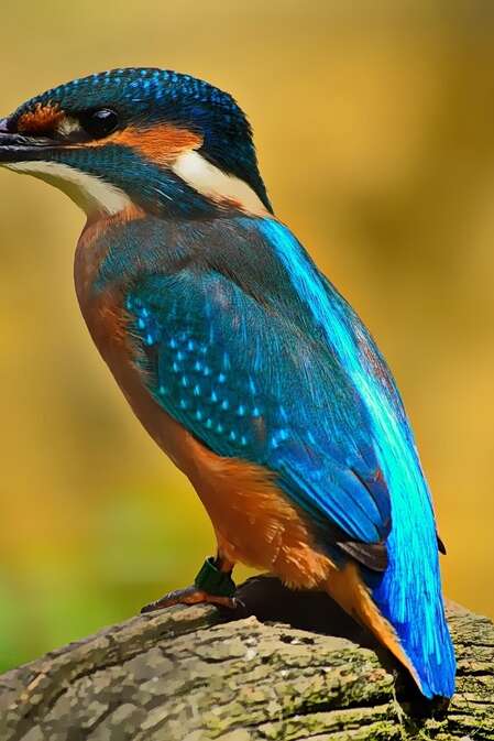 Eté actif | Oiseaux et compagnie | Lac de Gurson