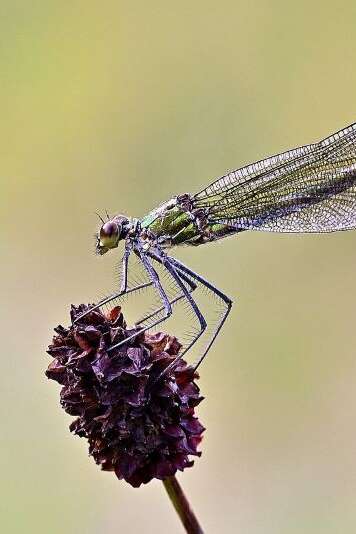Printemps de la biodiversité - Fascinantes libellules
