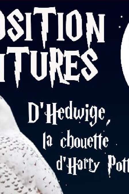 Expo peinture d’Hedwige, la chouette d’Harry Potter