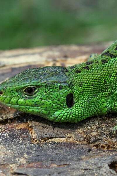 Printemps de la biodiversité - A la découverte des lézards et autres reptiles
