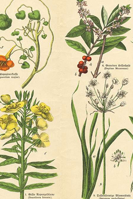 A la redécouverte des plantes médicinales locales