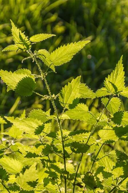 Sortie nature