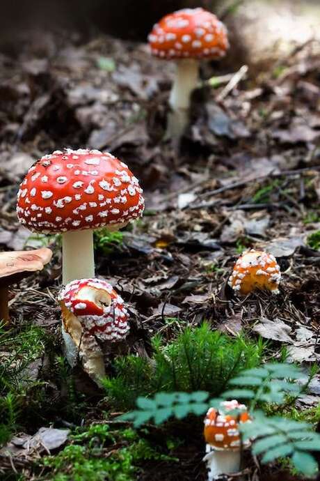 Balade-découverte des champignons à la Librairie-Café l'Autre Rive à Berrien.