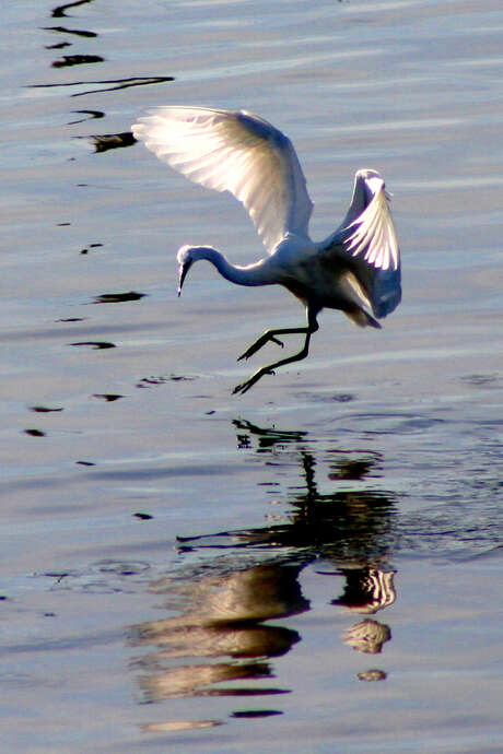 Sortie nature - Découverte des oiseaux du littoral