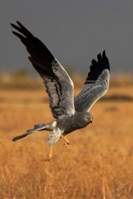 Découverte des oiseaux des Monts d'Arrée