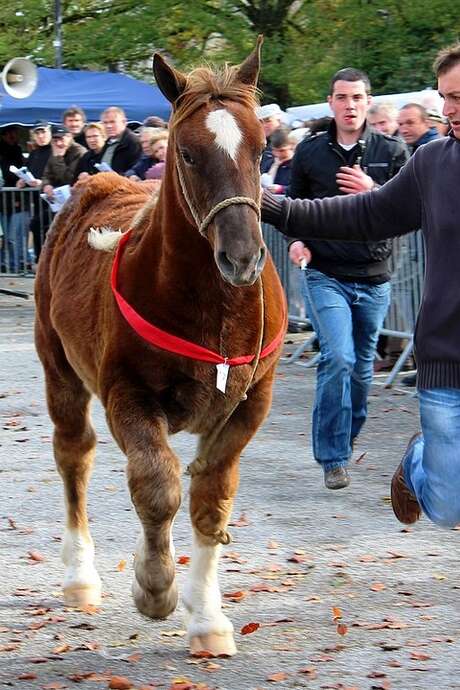 La Foire aux chevaux à l'ancienne