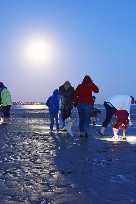Sortie nature nocturne : grande marée