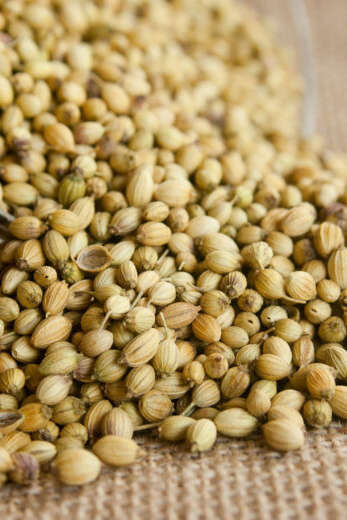 Ensachage de graines | Vie de la grainothèque