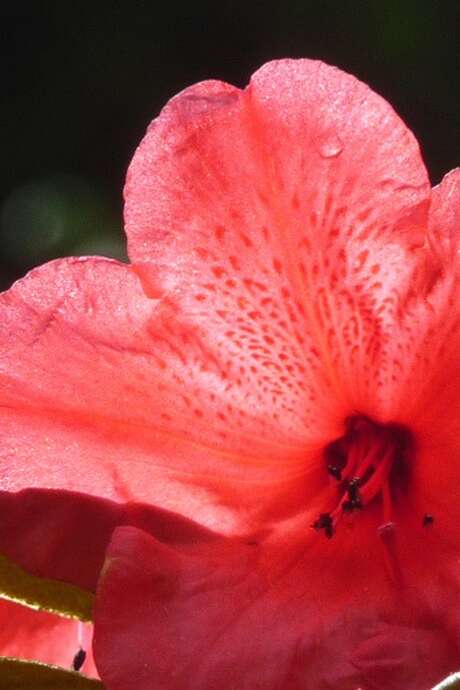 LES RHODODENRONS, UNE COLLECTION NATIONALE