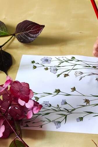 Atelier d'initiation au dessin botanique