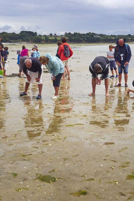 Sortie nature : grande marée