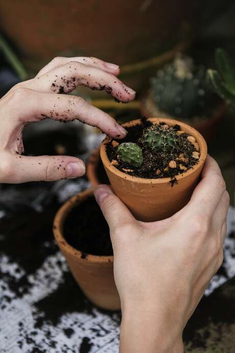 Troc plantes
