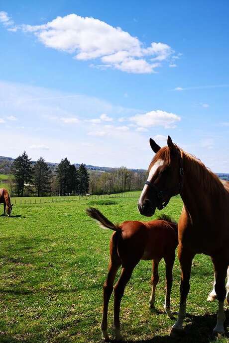 Régional 2 and 3 years old horses breed competition