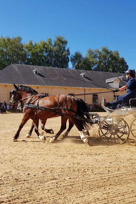 Horses'day