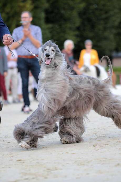 Greyhounds meeting at Pompadour