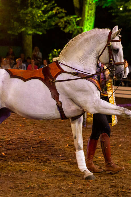 Equestrian show (copie)